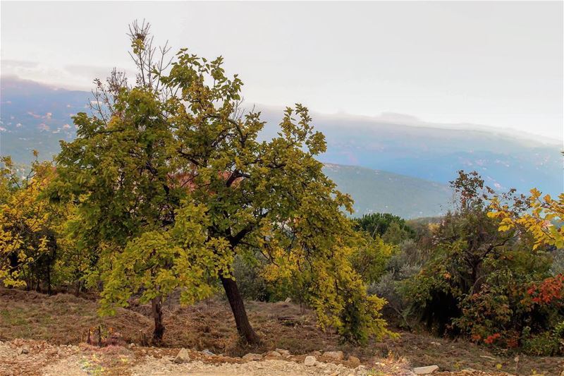 Autumn in the  mountains  mountainview  tree  season  magic_shots ...