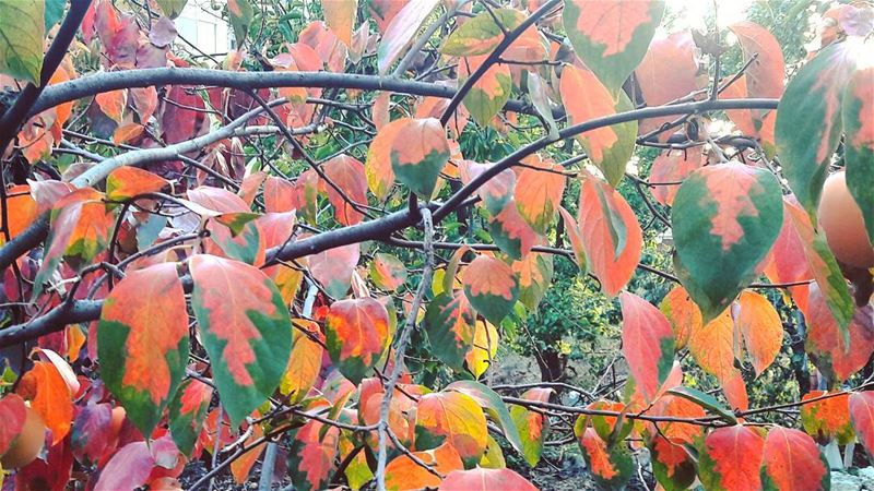 Autumn is a charm season 🍂🍂🍂  Dannieh   الضنية  HighMountains ... (Es Sfîre, Liban-Nord, Lebanon)