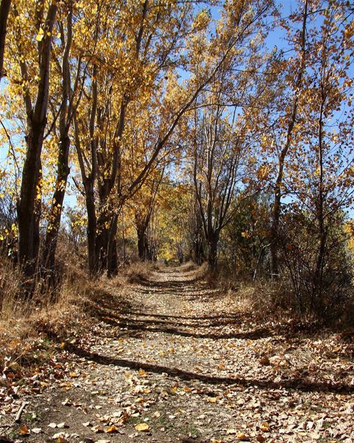 Autumn is a second spring when every leaf is a flower. Albert Camus ...... (El Laqloûq, Mont-Liban, Lebanon)