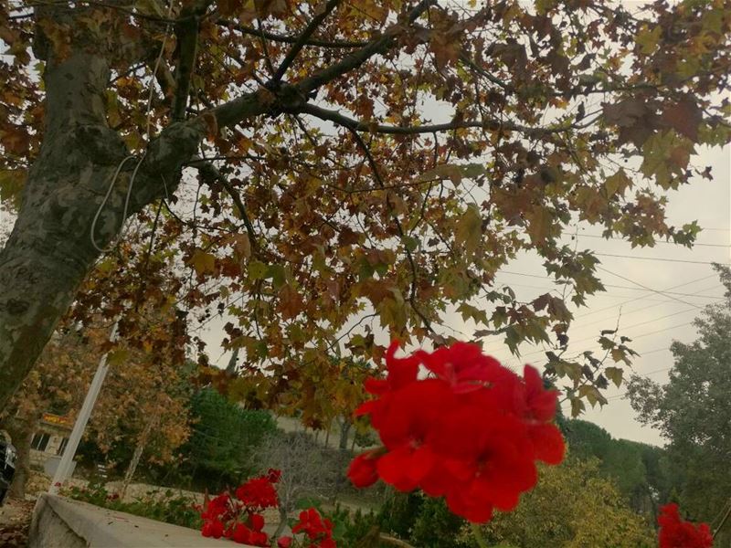 Autumn is a second spring when every leaf is a flower🍁🌼 autumncolors ... (Beït Ed Dîne, Mont-Liban, Lebanon)