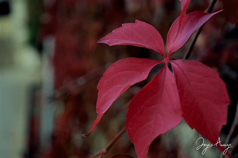 “Autumn is a second spring when every leaf is a flower. “ Albert Camus... (Chemlane, Mont-Liban, Lebanon)