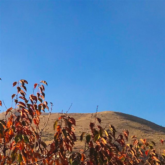 Autumn is a second spring when every leaf is a flower 🍁 livelovelebanon ....