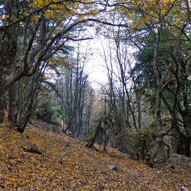 Autumn is a second spring when every leaf is a flower lebanon  lebanese ... (Horsh Ehden Nature Reserve)