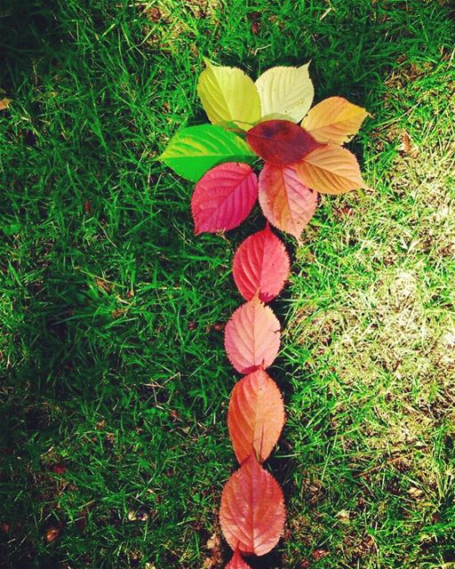 Autumn is a second spring when every leaf is a flower 🌸 🍁🍂😬.... ...