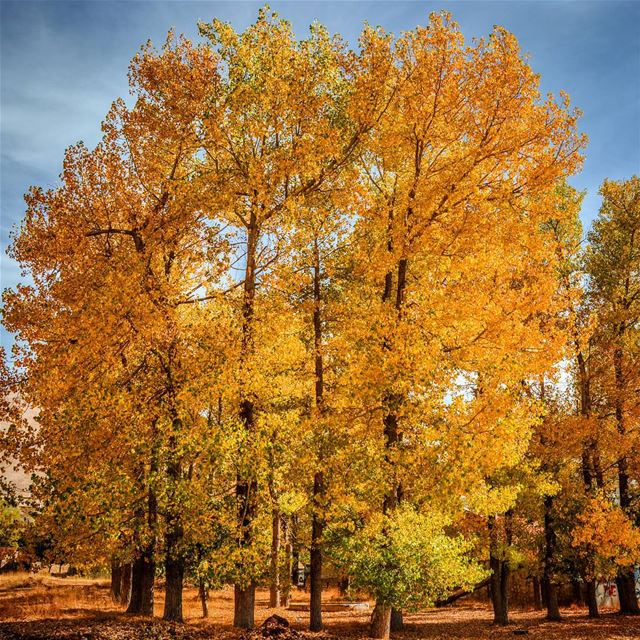 Autumn is Heaven !! Good morning dear friends from Laklouk ...