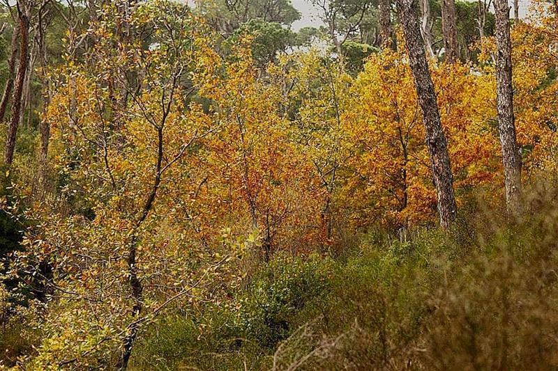 Autumn is here! 🍂🍁 LaMaisonDeLaForet  HelloAutumn  Fall  TBT ...