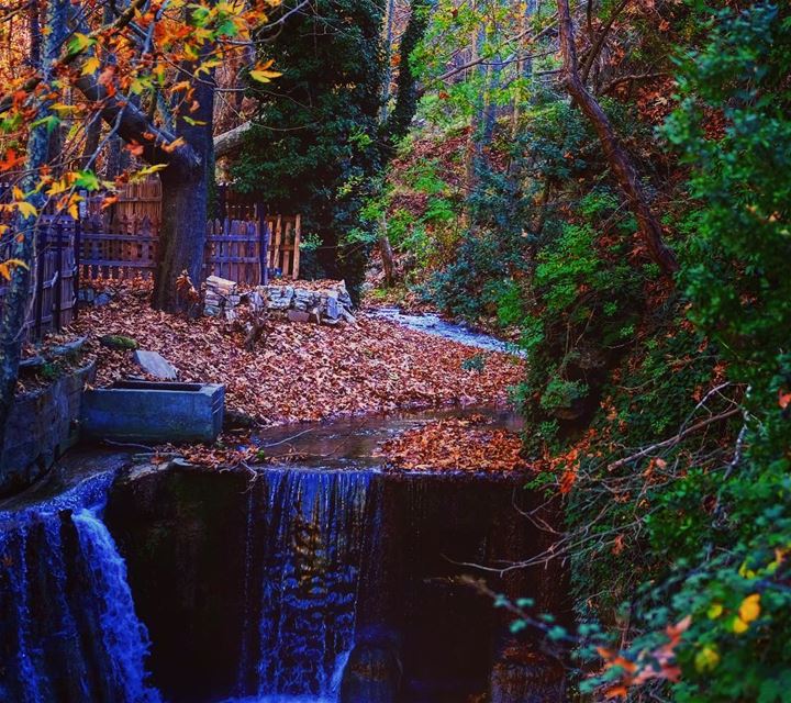 🍂 Autumn is the best  season 🍁The leaves are all falling&  they're... (Tannurin At Tahta, Liban-Nord, Lebanon)