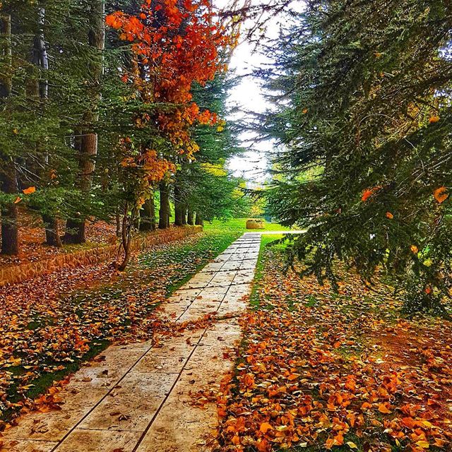 "Autumn is the hardest season. The leaves are all falling, and they're... (Lebanon)