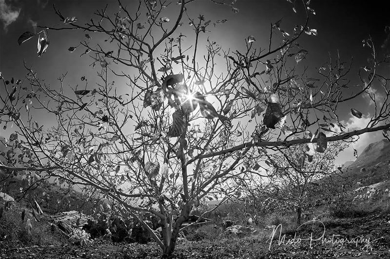  autumn  laklouk  lebanon  midophotography  ig_mood  ig_refined ...