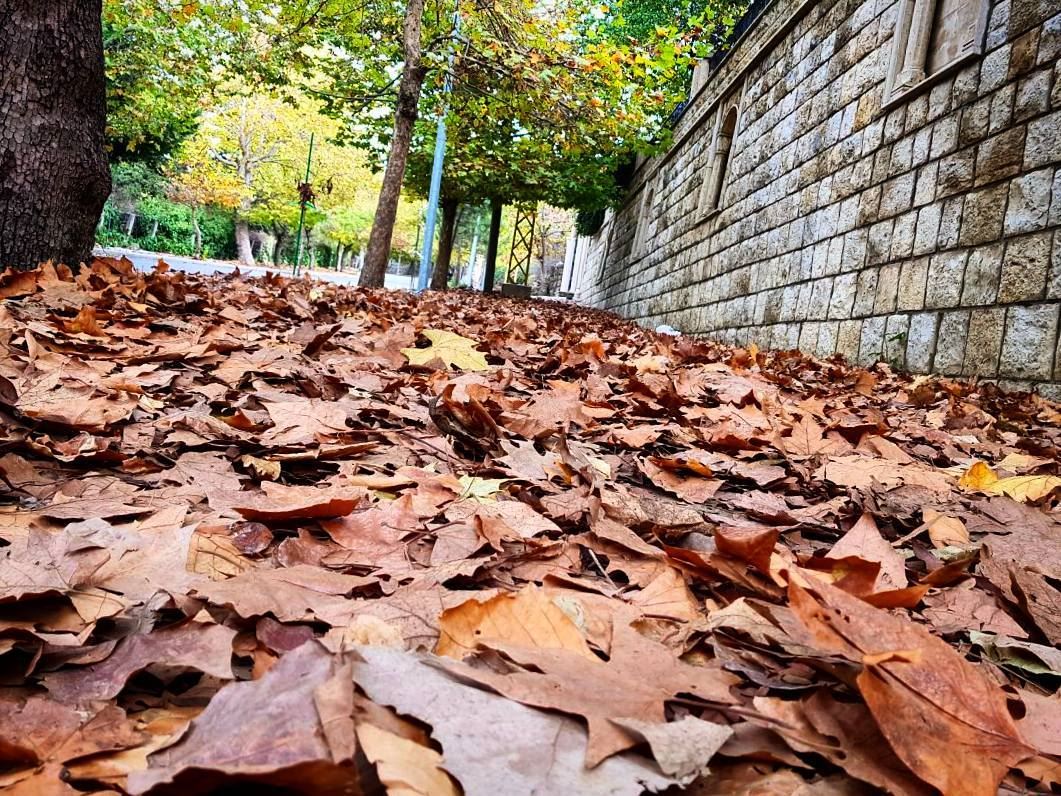  autumn  leaves  carpet 🍁🍂🍁 sawfar  corniche  fall  leaveschanging ... (Sawfar, Mont-Liban, Lebanon)