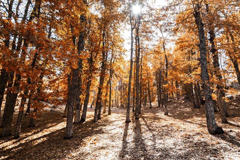 Autumn leaves dancing in the breeze . . .......  liveloveakkar ... (El Qammoûaa)