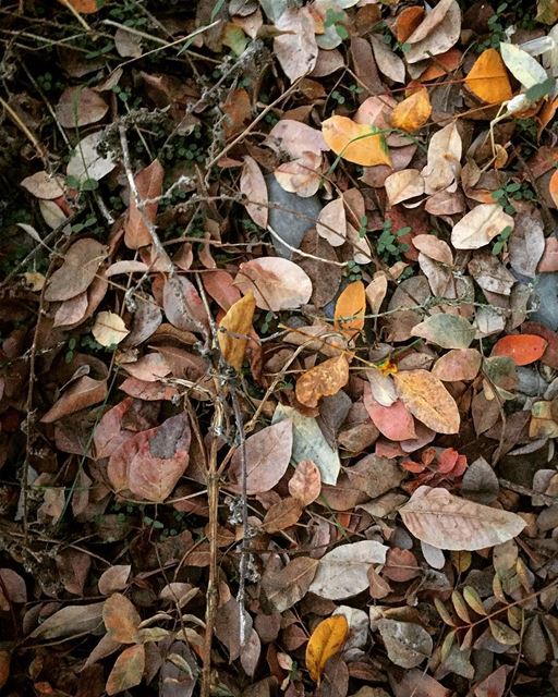  autumn leaves fall colours lebanon warm weather nature instame tags4likes...