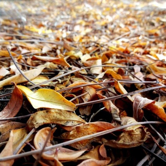  autumn  leaves  ground  everywhere  colors  pics  photos  instaphoto ...