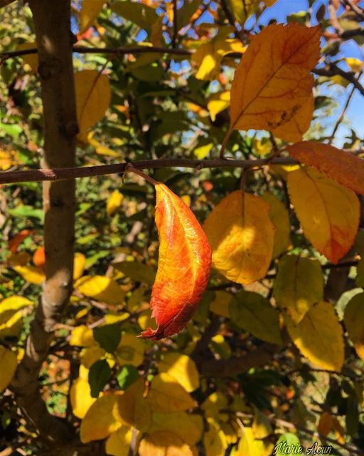 🍁 🍂 autumn  leaves  growingup  trees  vacation  lebanon  colorsplash ...