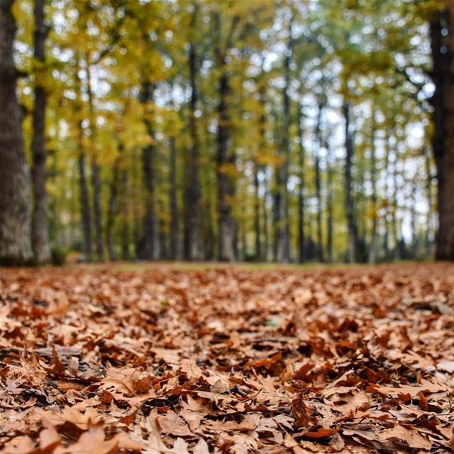 🍂🍁🐿•••••••••• autumn  leaves  winter  forest  nature  Lebanon ... (`Akkar, Liban-Nord, Lebanon)