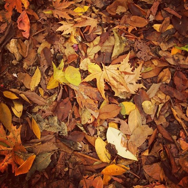 Autumn Leaves