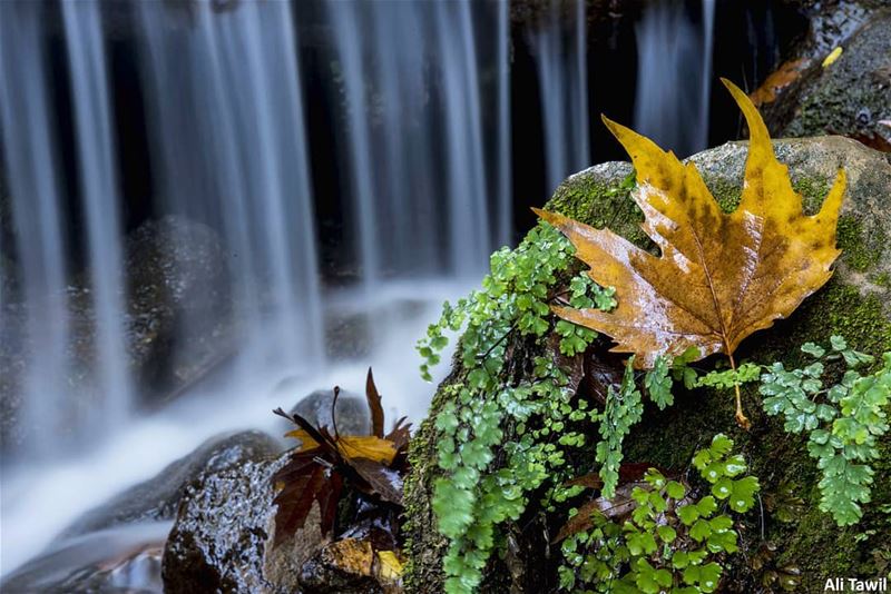 🍁 autumn  longexposure  beautiful  waterfall  nature  naturephotography ... (West Bekaa)