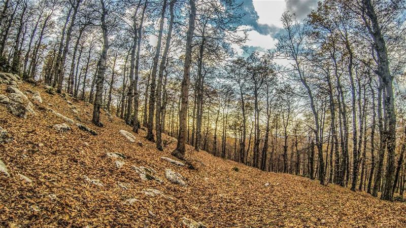  autumn  mood 🍁🍂............ Lebanon  livlovelebanon ... (`Akkar, Liban-Nord, Lebanon)