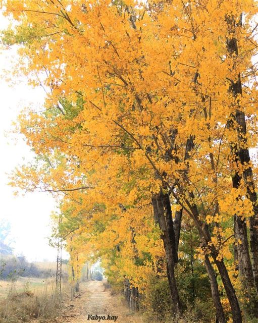 ================================== autumn nature naturelovers autumn🍁... (El Laklouk, Mont-Liban, Lebanon)