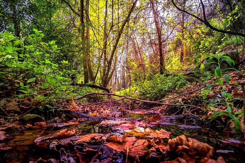 Autumn on the horizon  autumn  leaves  lebanon  green  nature  river ... (Antoura)