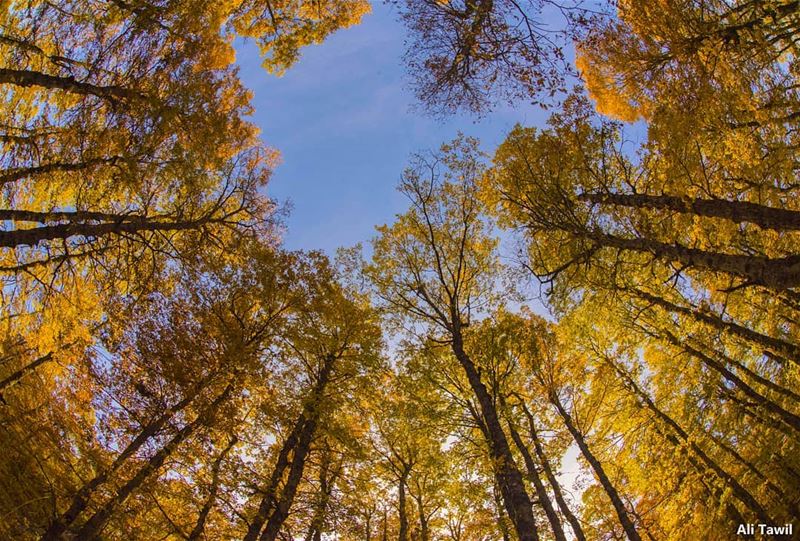 Autumn's Frames 🍁🍁 autumn  nature  naturephotography  perspective ... (El Qâmoûaa, Mont-Liban, Lebanon)