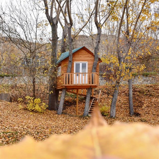 Autumn's last call 🍁🍂🐿••••••••••••••••••••••••••• autumn  fall ... (El Laklouk, Mont-Liban, Lebanon)