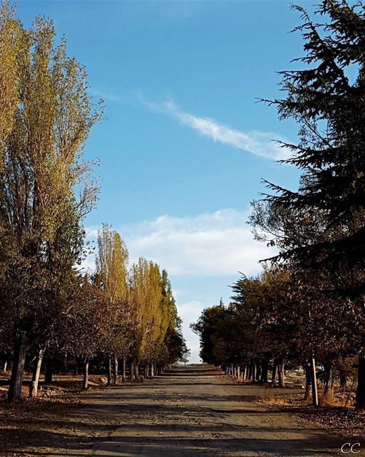  autumn  season  trees  colors  lebanon  mountain  qanatbakish  sky ...