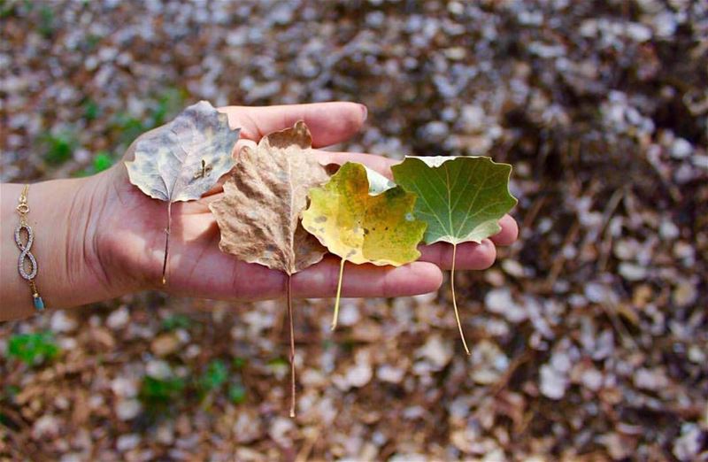 Autumn shows us how beautiful it is to let things go 🍁🍂 ...📸 @friends