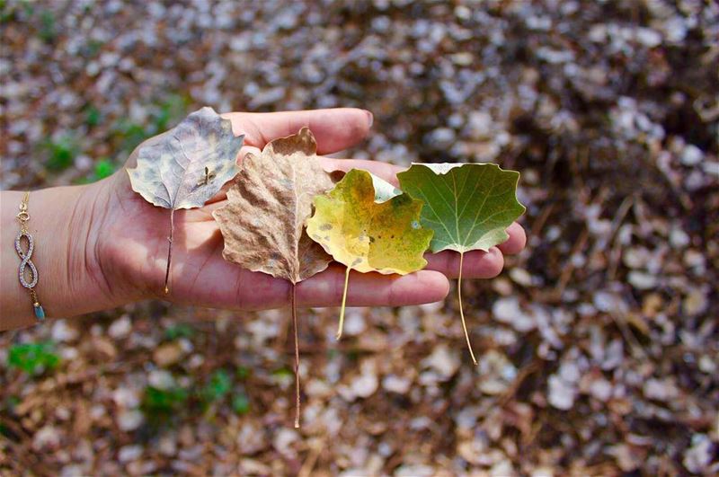 Autumn shows us how beautiful it is to let things go 🍂🍁i felt like a kid... (Hammana)