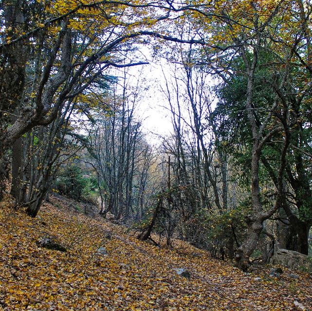 Autumn shows us how beautiful it is to let things go. lebanon  lebanese ... (Horsh Ehden)