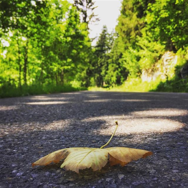 "Autumn shows us how beautiful it is to let things go.."...