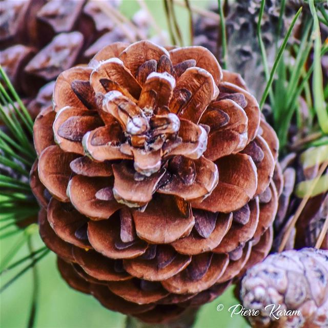  autumn shows us how  beautifullIs to let  things  go  cones  tree...