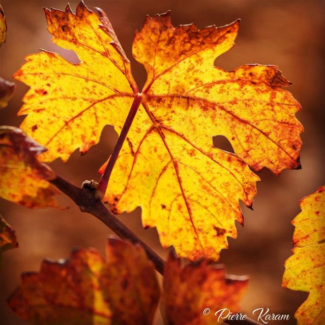  autumn shows us how  beautifullIs to let  things  go  yellow  leaf  sun...