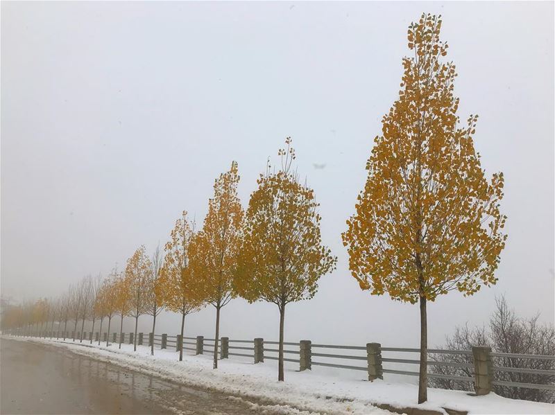 Autumn trees in the snow ❄️🍁 (Faraya, Mont-Liban, Lebanon)
