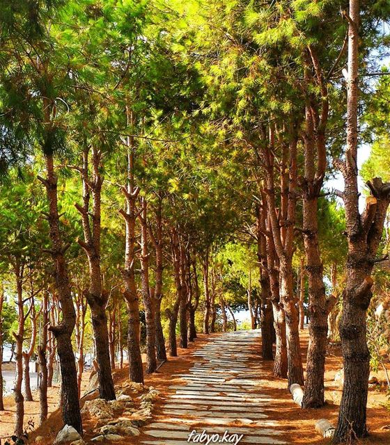  autumn trees naturelovers autumn🍁 photooftheday canon_photos like4like... (Maghdoûché, Liban-Sud, Lebanon)