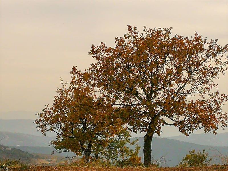 ------------------------------------------------------------ autumn trees... (North Governorate)