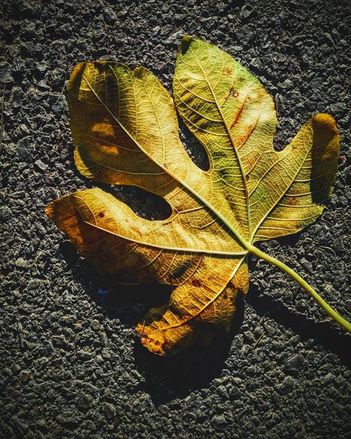 Autumn vibes🍁 autumn autumn_vibes leeves colourful lebanon lebanese... (Ain Saadeh)