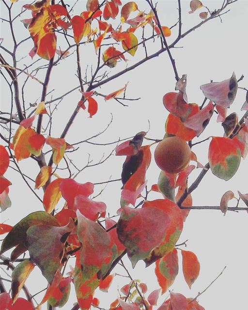 Autumn vibes from El Dannieh Dannieh   الضنية  HighMountains  TreeLeaves... (Es Sfîre, Liban-Nord, Lebanon)