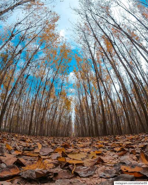 Autumn vibes 🍁🍂....... landscapephotography naturephotography... (Beqaa Governorate)