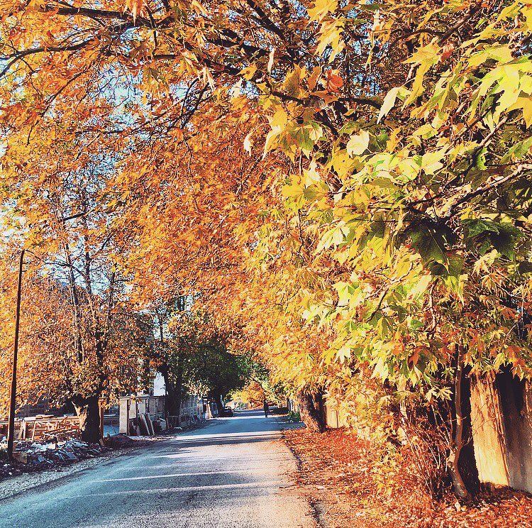 Autumn vibes 🍂 🍁🍄 Morning  leaves  october  colorfull  beauty  live ... (Aley)