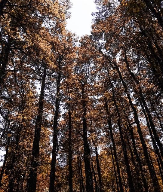 Autumn walks 🍂 (El Qammoûaa)