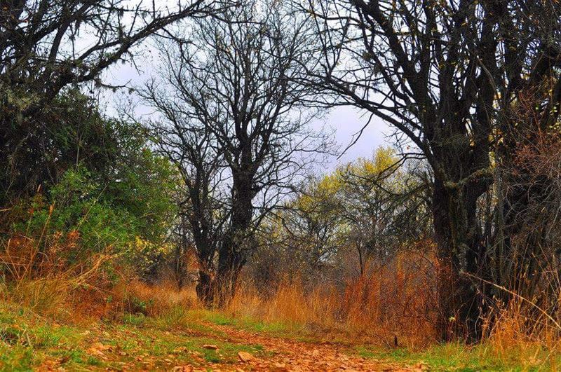 Autumn...where the trees are about to show us how lovely it us to let the...