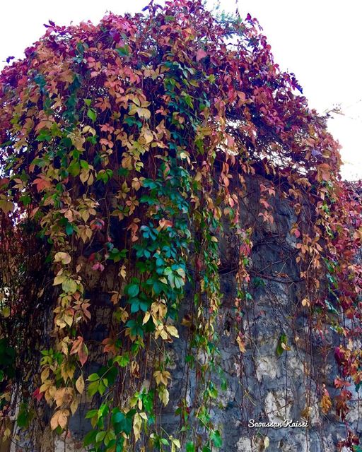  autumn🍁 ...