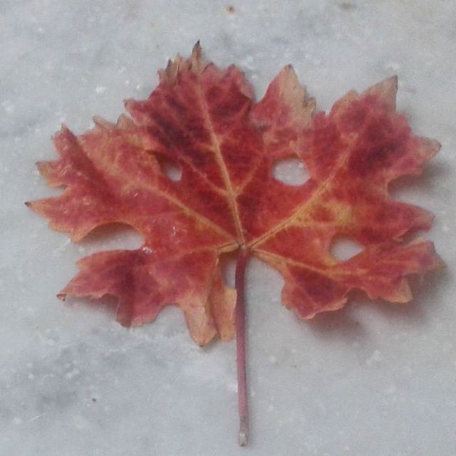 autumncolours leaf autum automnehiver