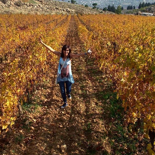 autumncolours yellowleaves chateaukefraya terroir vigne