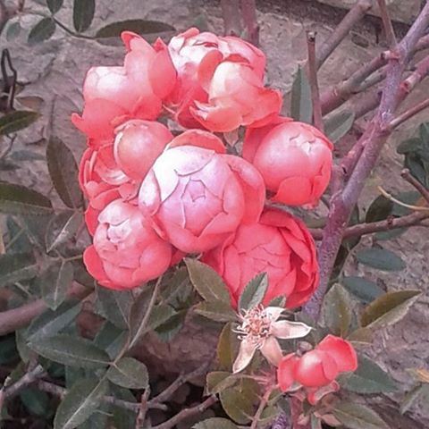 autumnflowers pinkflowers nature
