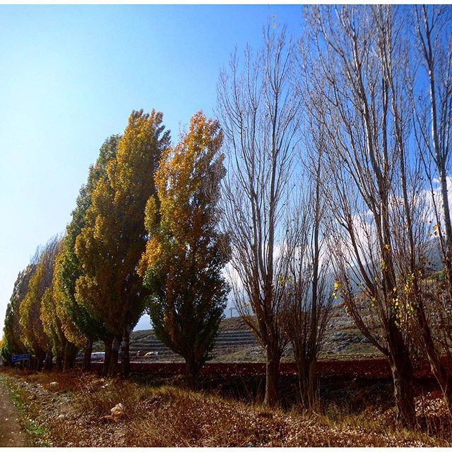 autumnsky autumnstyle autumncolour autumncollection redgreentree cloudysky automnehiver tristesaison (`Ammiq, Béqaa, Lebanon)