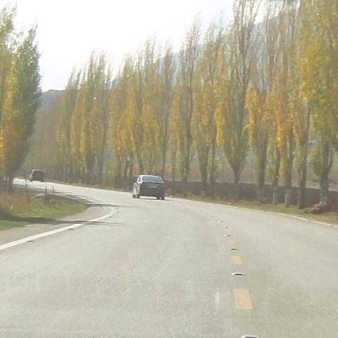 autumnstyle yellowleaves yellowtrees autumncolor (`Ammiq, Béqaa, Lebanon)