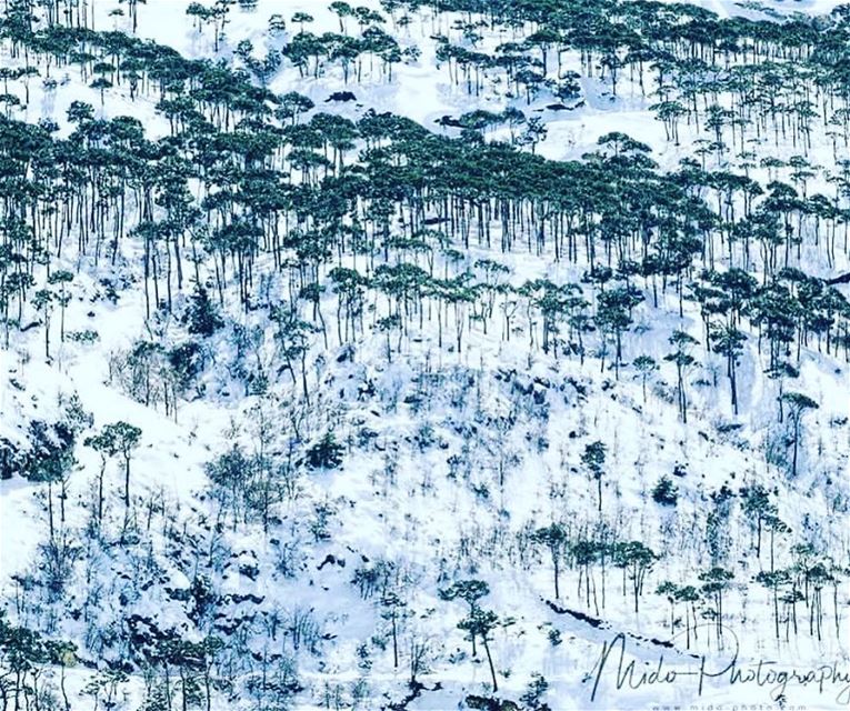  ayndara  lebanon mountains snow instagram  pine  livelovelebanon  lebanon... (`Ayn Darah, Mont-Liban, Lebanon)