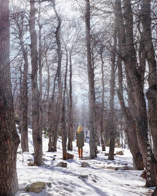 Azer Forest, Akkar Lebanon 🇱🇧.... proudlylebanese  beautifullebanon... (`Akkar, Liban-Nord, Lebanon)